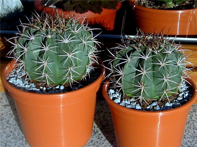 Melokaktus